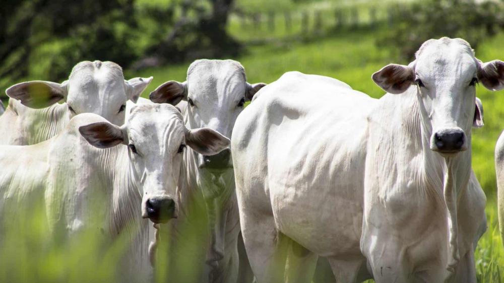 Iagro: Prazo para Atualização Cadastral e Declaração de Rebanhos em MS termina hoje