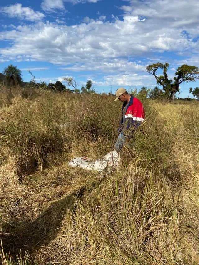 25 bezerros morrem de frio em fazenda no Pantanal de MS