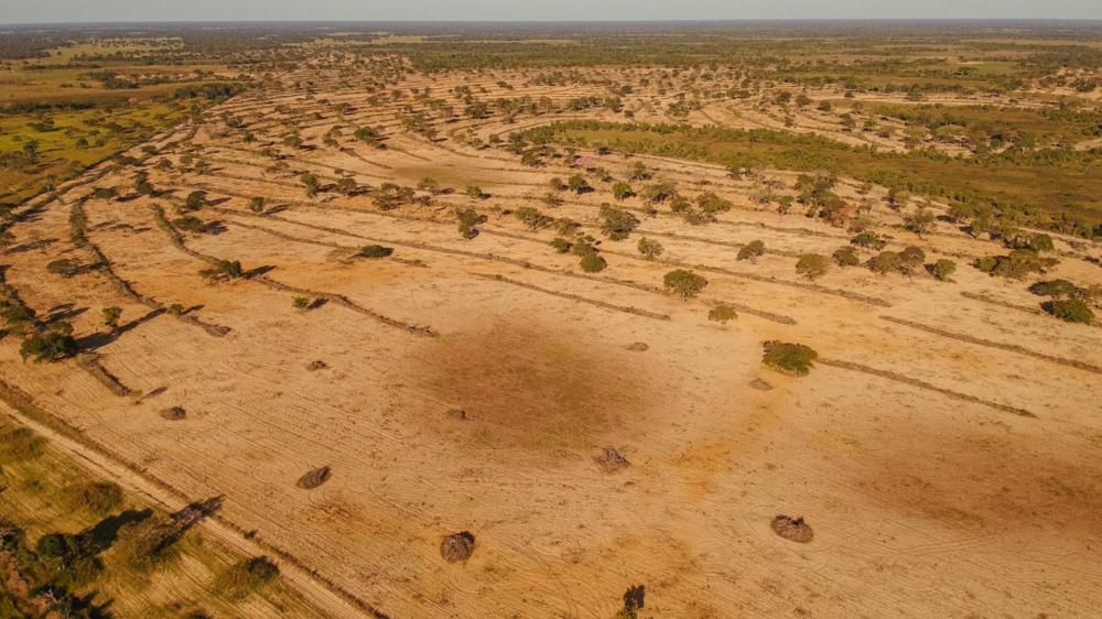 Ministério alerta Mato Grosso do Sul após Verruck liberar devastação de 400 mil hectares no Pantanal