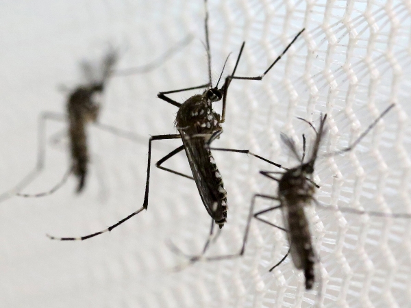Verão é propício para alta de casos de dengue, chikungunya e zika