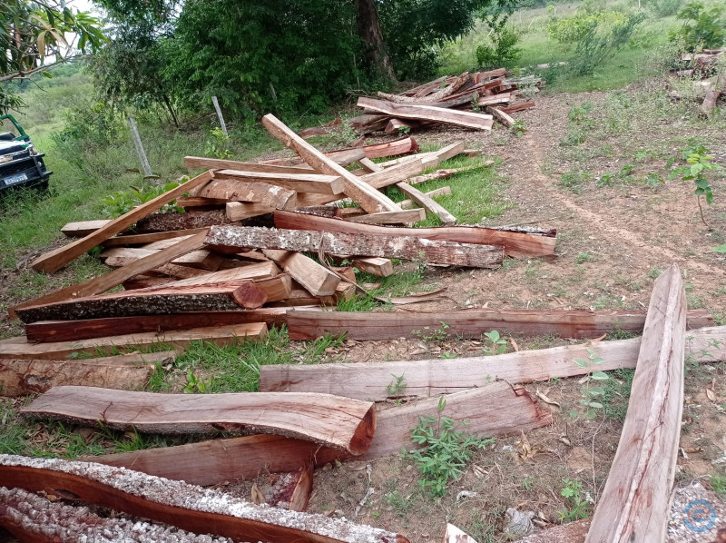 Proprietário rural é multado por derrubar 121 árvores nativas em Coxim