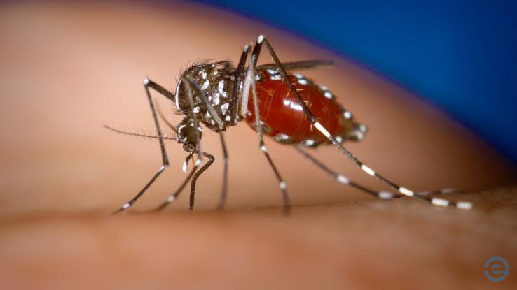 Coxim pode ter registrado a primeira morte por dengue em 2024