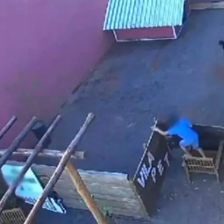 Criança de 9 anos invade clínica veterinária e esquarteja 23 animais; Câmera de segurança flagrou ação
