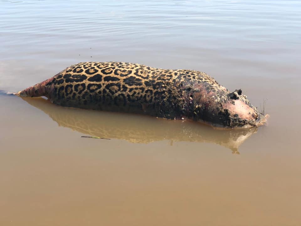 Onça pintada é encontrada morta com 7 perfurações no Pantanal