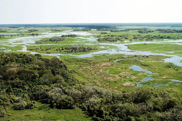 Com faturamento de mais de R$ 1,83 bilhão ao ano, a pecuária é a atividade que mais gera empregos no Pantanal