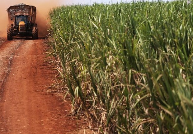 Decreto reacende discussão em MS sobre plantio de cana no Pantanal