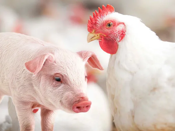 Produção de carne suína e de frango terá volume recorde em 2026