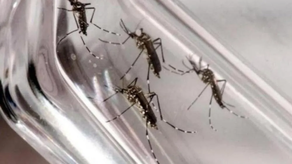 MS confirma 17 mortes por dengue em 2025; vacinação já aplicou 188 mil doses