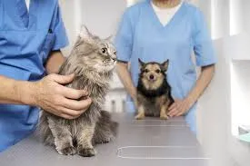 Prefeitura de Sonora inicia programa de castração gratuita de cães e gatos