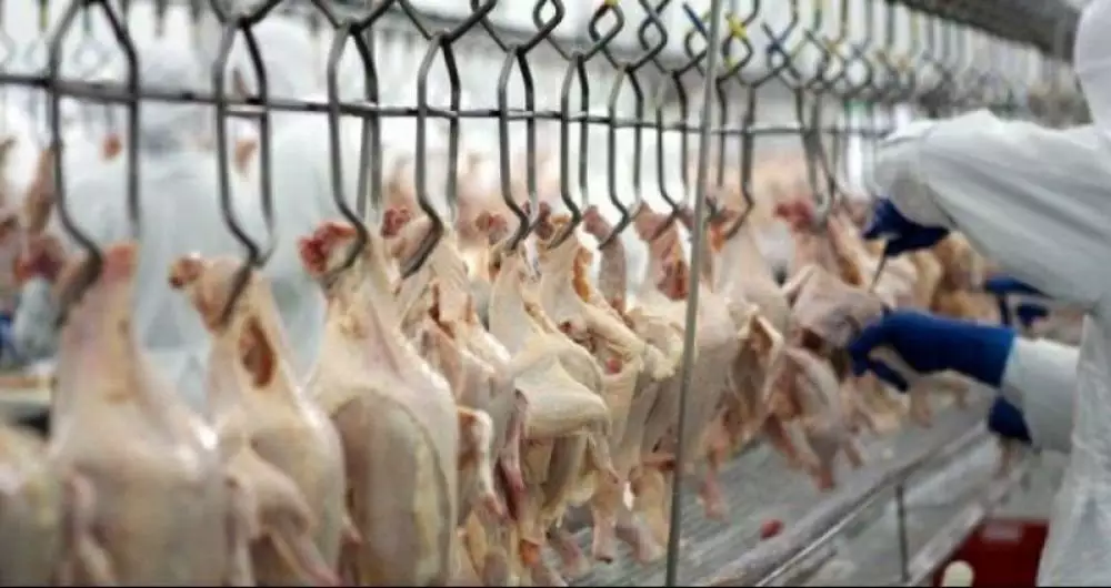 China suspende proibição de compra de carne de frango do Brasil