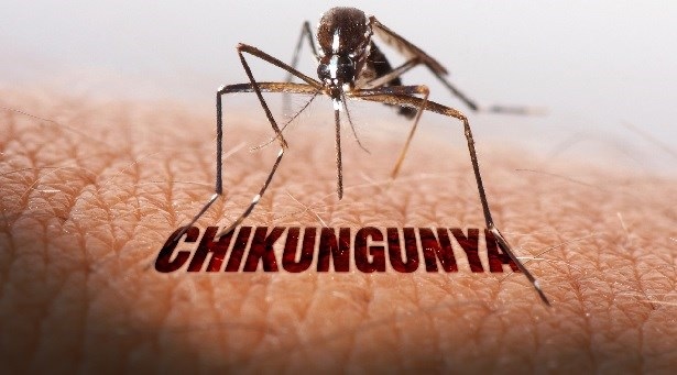Bebê de 9 meses é primeiro caso confirmado de chikungunya em 2020 em MS