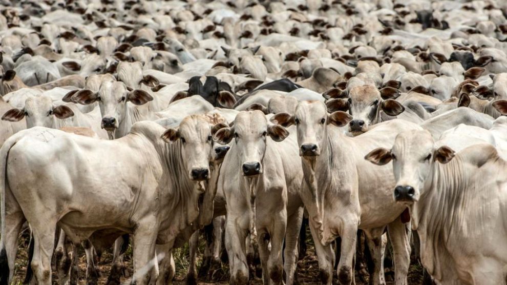 Preço da arroba bovina caiu 10,5% em MS em 20 dias, aponta pesquisa