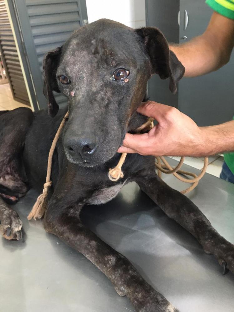 PMA de Batayporã autua mulher de 22 anos em R$ 1 mil por maus-tratos a um cachorro