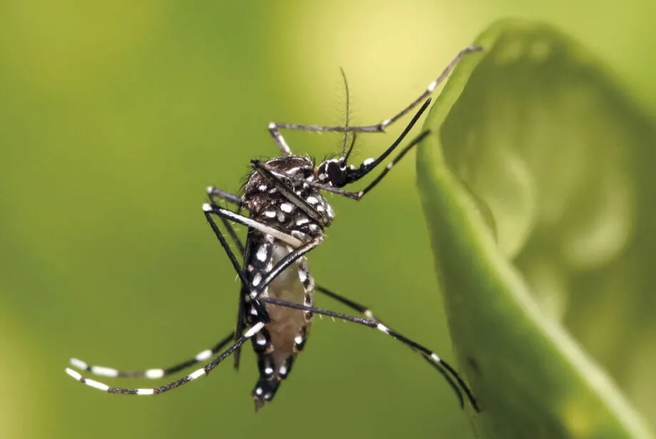 Idoso é a 6ª vítima de Chikungunya de 2026 em MS