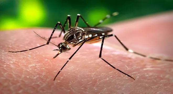 MS lidera incidência de chikungunya no país com 12 cidades em epidemia