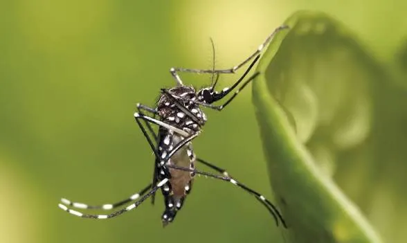 MS registra mais de 4 mil casos de chikungunya e 10 mortes em 2026