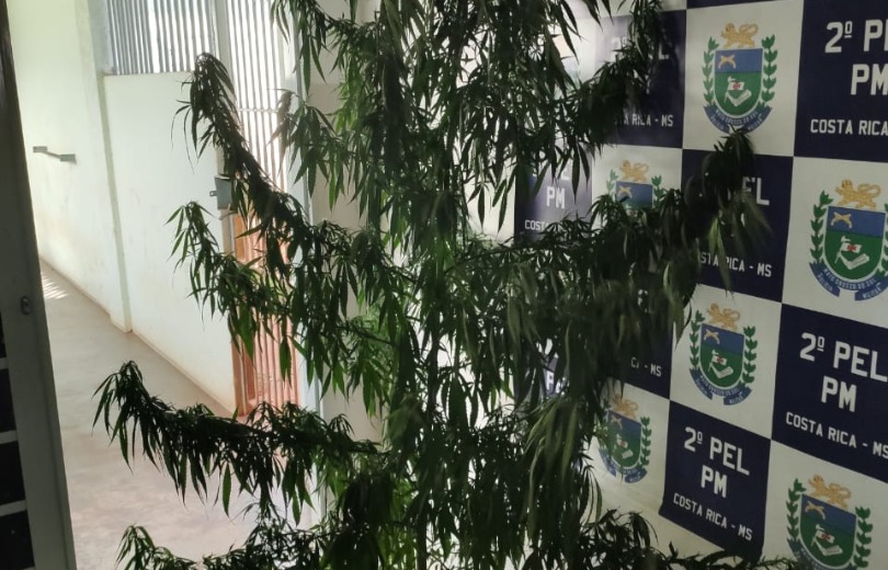 Traficante é preso pela PM em Costa Rica cultivando pé de maconha em casa