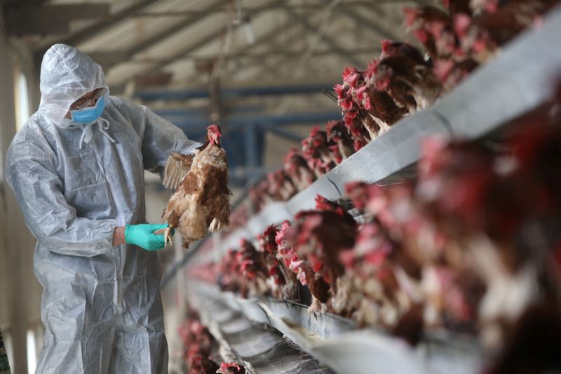 China registra surto de gripe aviária