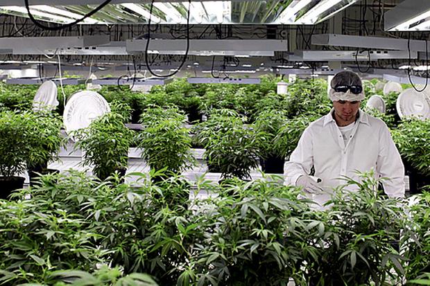 Anvisa rejeita plantio de maconha, mas assunto pode voltar à pauta