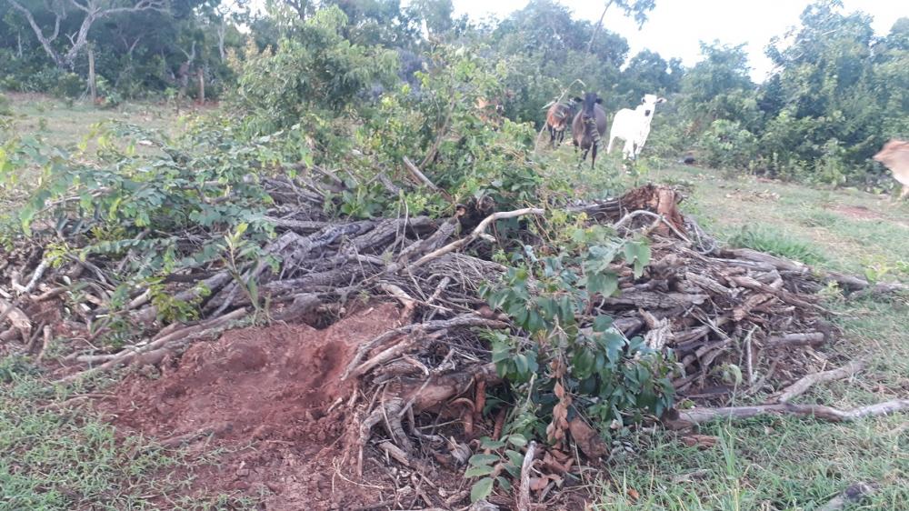 PMA de São Gabriel do Oeste autua infrator Por desmatamento de 25,47 hectares de vegetação nativa de cerrado